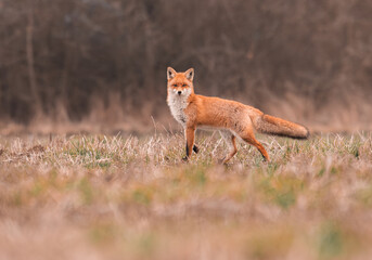 Obraz premium Clever fox (vulpes vulpes) looking for a food