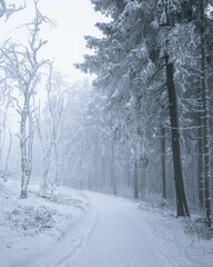Serene winter forest path with snow and frosty trees