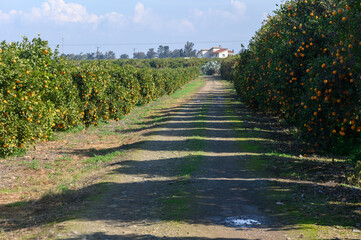 Bright orange trees line a rustic dirt path in a sunlit orchard on a clear day