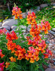 snapdragon flowers
