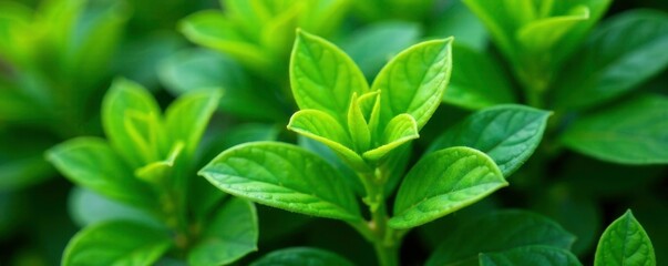 Fototapeta premium Lush green leaves on Iresine Herbstii Aureoreticulata plant in garden, aureoreticulata plant, foliage, greenery