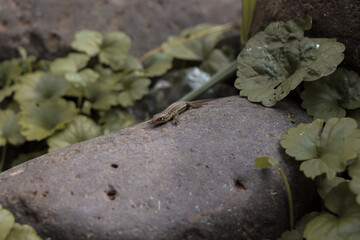 A small green spotted lizard lies on a stone