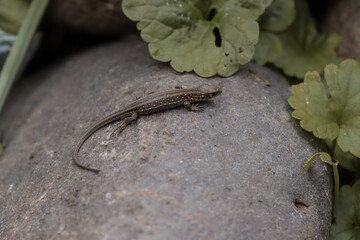 Small green spotted lizard on a stone