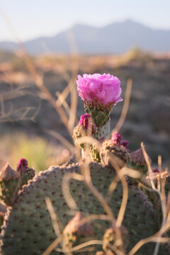 Prickly pear cactus flower in desert landscaoe