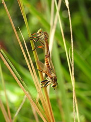 A moment in the bushes : Robberflies mating