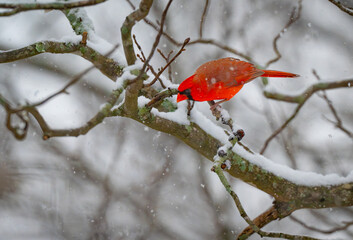 Northern cardinal male is poised to jump off of a tree branch on a January day that is snowing