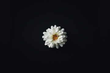 Obraz premium Chrysanthemum illuminated against dark background
