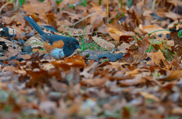 Pipilo erythrophthalmus, eastern towhee is foraging through fallen leaves looking for things to eat