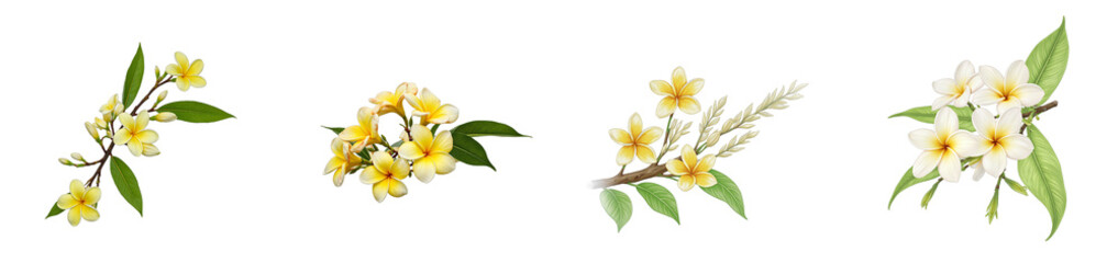 Fototapeta premium Tropical frangipani branch with cream and yellow flowers on white background, cut out collection pack