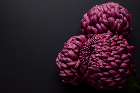 Three flowers of large burgundy chrysanthemum "Bigudi" on a black background. Close-up