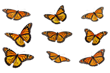 Set of beautiful monarch butterflies isolated on white background, cut out