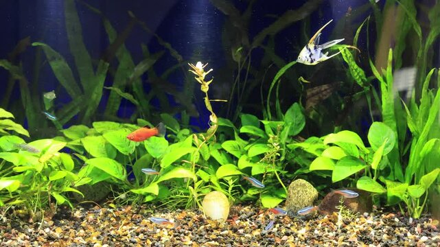 Angelfish gracefully swims along with of colorful neon tetras, red wag platies, zebra danio in a densely planted tropical aquarium