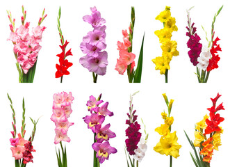 Collection gladiolus spring flowers isolated on white background. Yellow, red, pink, orange,...