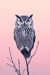 Obraz premium Great grey owl perched on bare branch, pink sky.