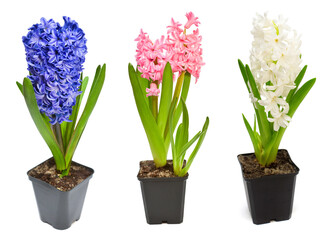 Collection hyacinth flower in a pot isolated on a white background. Spring time. Easter holidays. Garden decoration, landscaping. Floral floristic arrangement. Flat lay, top view