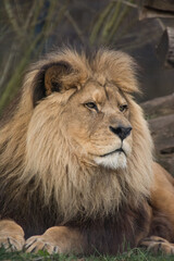 portrait of a lion