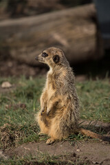 meerkat on the lookout