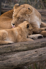 lion and lioness