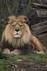 portrait of a lion