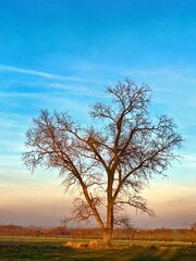 old oak tree in the evening light as a silhouette, copy space