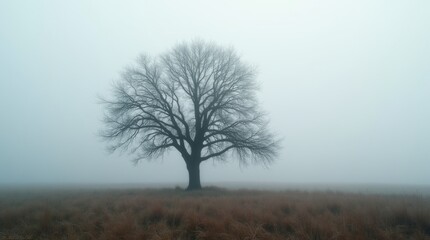 Isolated bare tree in a foggy field