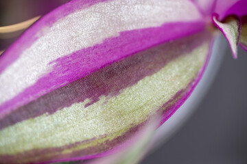 Macro Close up of Tradescantia Quadricolor Leaf