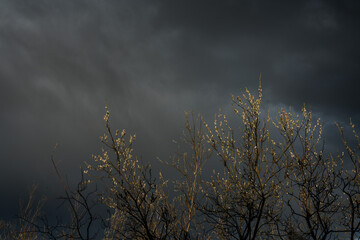 Budding Trees in Front of Stormy Skies in Western Alaska