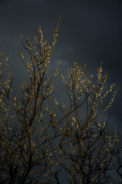 Budding Trees in Front of Stormy Skies in Western Alaska