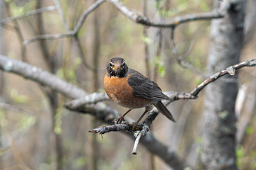 Bird on Branch in Western Alaska
