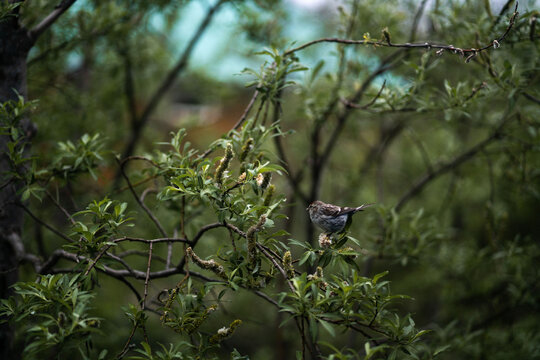 Bird on Tree in Western Alaska