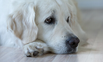 golden retriever pet dog lying down obedient 