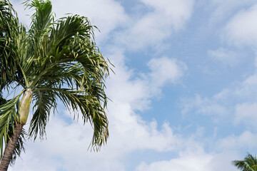 palm trees against blue sky