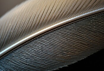 A macro photograph reveals the intricate texture and structure of a single bird feather, showcasing its delicate barbs and rachis.