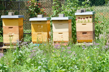 Three colorful wooden beehives with metal roofs and painted designs stand in a lush garden. Each...