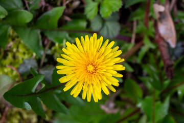 Bright yellow dandelion flowers in a green meadow - Taraxacum