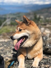 shiba inu panting