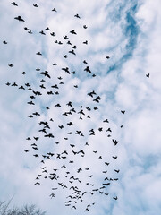 Many pigeons fly against the sky, freedom, flying