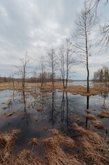 Flooded shores of a lake with trees in spring in Southern Finland