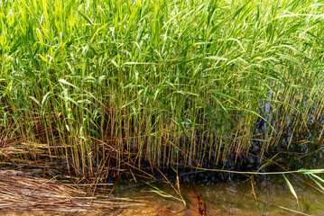 Phragmites australis, known as the common reed, is a species of flowering plant in the grass family Poaceae