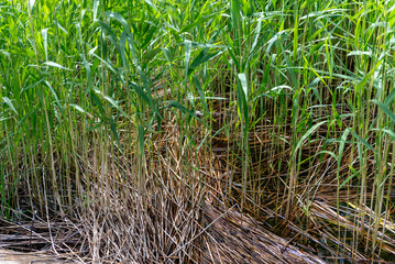 Phragmites australis, known as the common reed, is a species of flowering plant in the grass family Poaceae