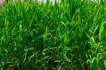 Phragmites australis, known as the common reed, is a species of flowering plant in the grass family Poaceae