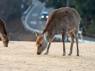 奈良公園飛火野の鹿