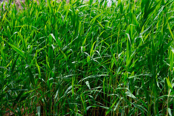 Phragmites australis, known as the common reed, is a species of flowering plant in the grass family Poaceae