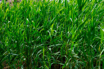 Phragmites australis, known as the common reed, is a species of flowering plant in the grass family Poaceae