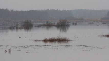 Foggy and flooded wetlands with birds in Western Finland in spring