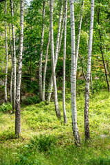 Naklejka premium Betula pendula, commonly known as silver birch, warty birch, European white birch, or East Asian white birch, is a species of tree in the family Betulaceae