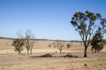 Obraz premium A drought affecting agricultural fields, with parched soil and withered crops under a cloudless sky. 