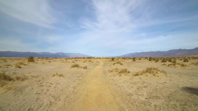 Discover the resilience of arrowweed plants growing at The Devil's Cornfield in Death Valley, California, showcasing the unique flora of the desert.