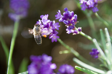 A honeybee hovers near vibrant purple lavender flowers, collecting nectar. The macro shot highlights the delicate wings and intricate floral details in a sunlit meadow.