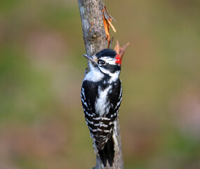downy woodpecker on a tree trunk